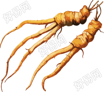 冬虫夏草商用插画