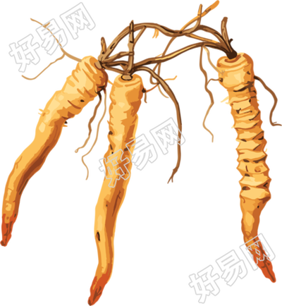 冬虫夏草图形素材插画