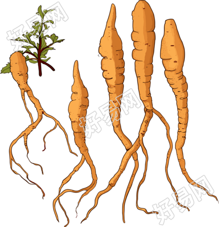冬虫夏草商用设计元素