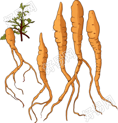 冬虫夏草商用设计元素