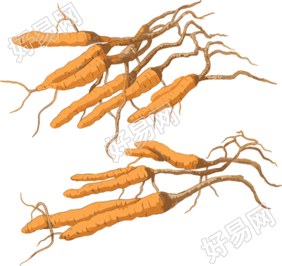 冬虫夏草高清图形素材