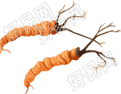 冬虫夏草插图简洁素材