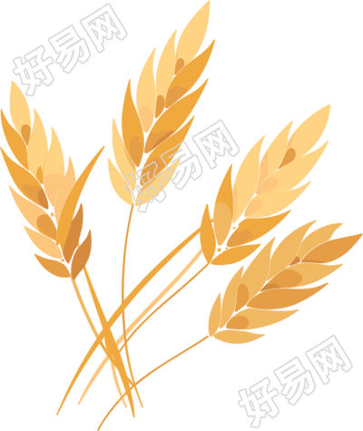 小麦透明背景插画