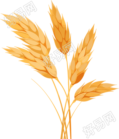 小麦商用设计元素