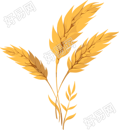 小麦简约设计插图