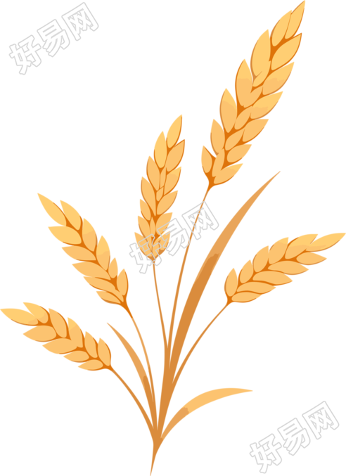 小麦简约插画素材