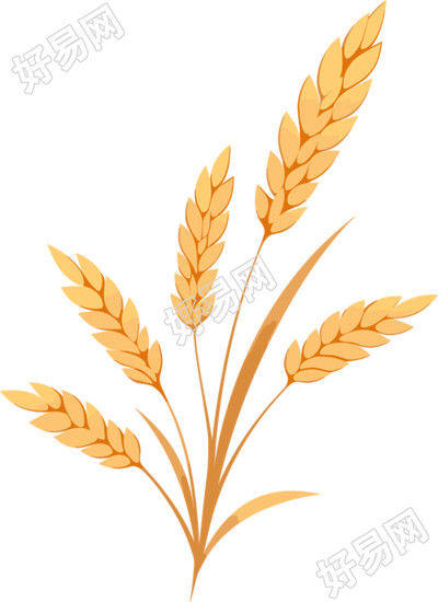 小麦简约插画素材