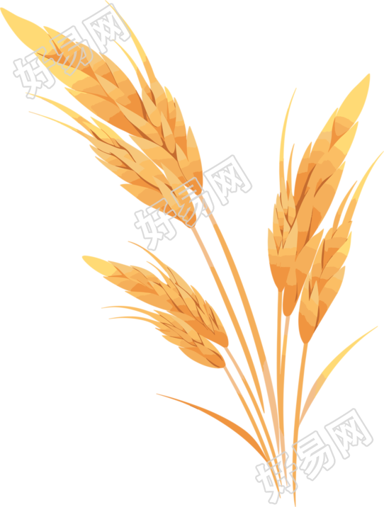 小麦白底平面插画
