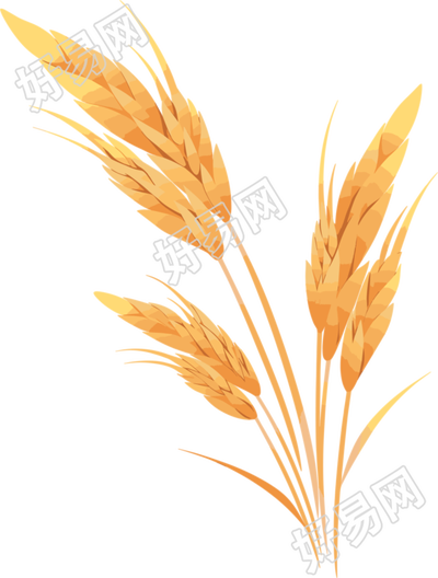 小麦白底平面插画