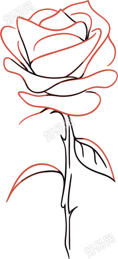 线条玫瑰花插图