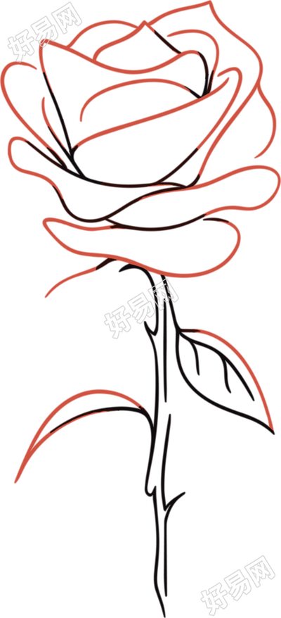 线条玫瑰花插图