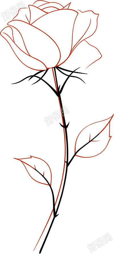 线条玫瑰花透明背景素材