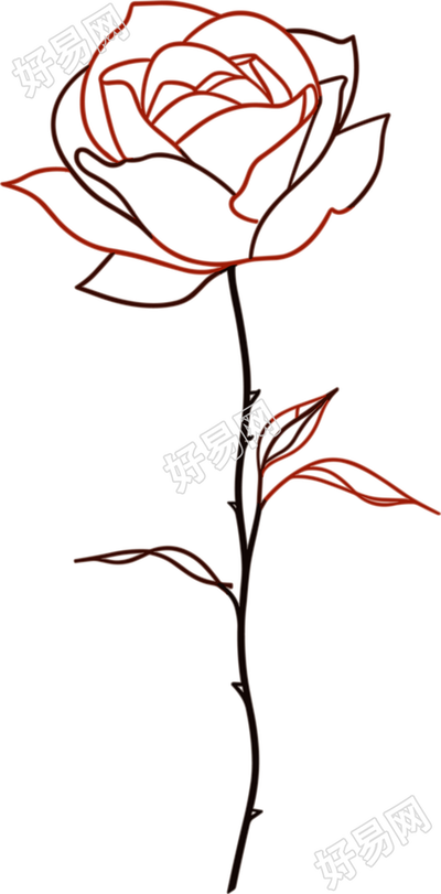 线条玫瑰花商业插图