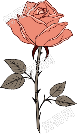 一朵玫瑰花商用插画