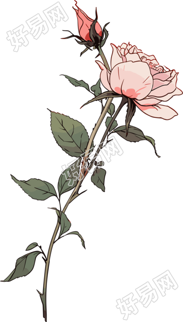 一朵玫瑰花花卉设计素材