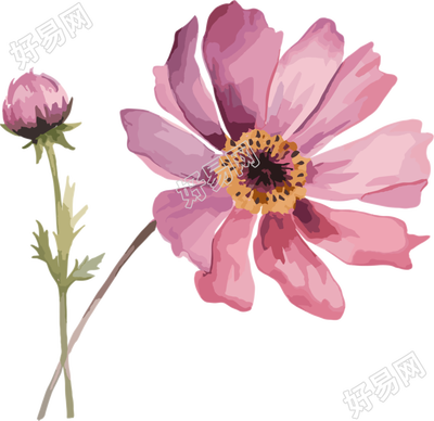 水彩花卉透明背景插图