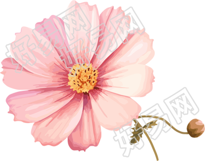水彩花卉插图设计元素