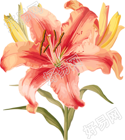 水彩花卉透明背景插画