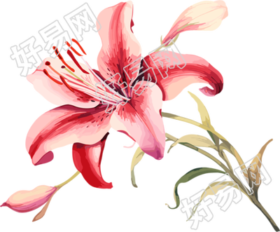 水彩花卉高清插图素材