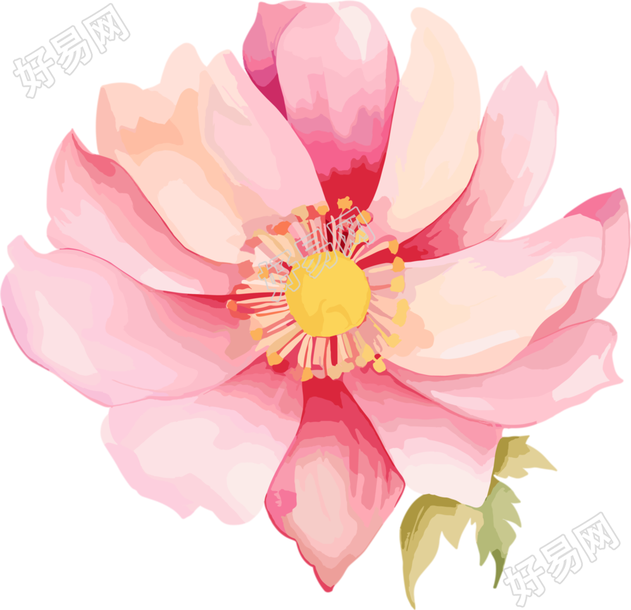 水彩花卉插图PNG素材