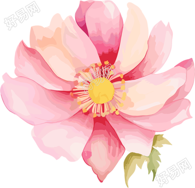 水彩花卉插图PNG素材
