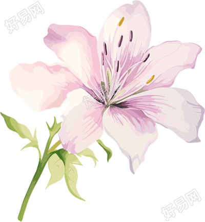 水彩花卉设计元素插画