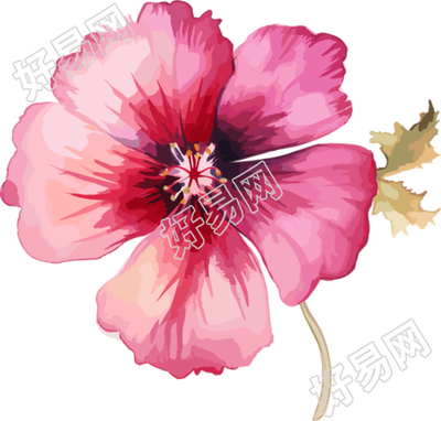 水彩花卉PNG插图