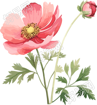 水彩花卉商业设计元素