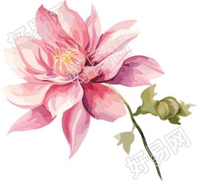 水彩花卉商用插画