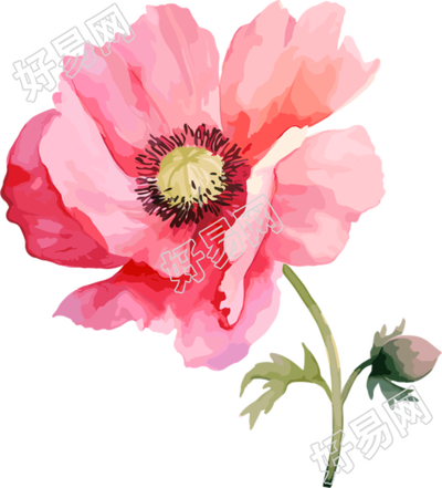 水彩花卉插画设计素材