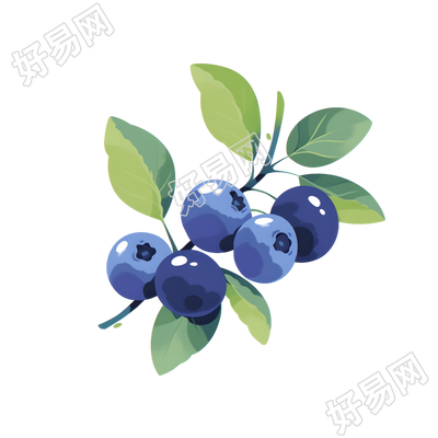 蓝莓插画素材