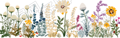植物花边白色背景素材