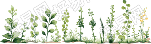 植物花边透明背景插图
