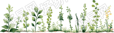 植物花边透明背景插图