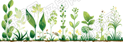 植物花边创意设计素材