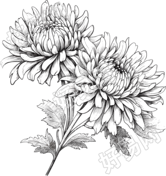 黑白手绘线条菊花商业可用素材