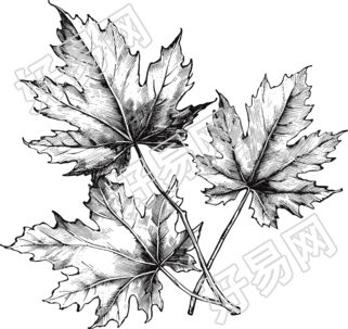 简约枫叶黑白手绘线描插画