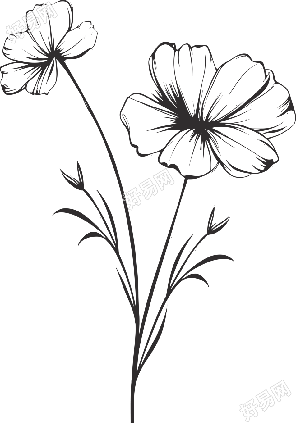 手绘格桑花线描花卉叶子素材