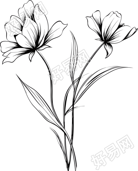 格桑花黑白手绘线稿插图