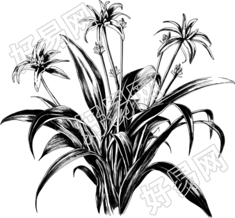 兰花手绘黑白线条画素材