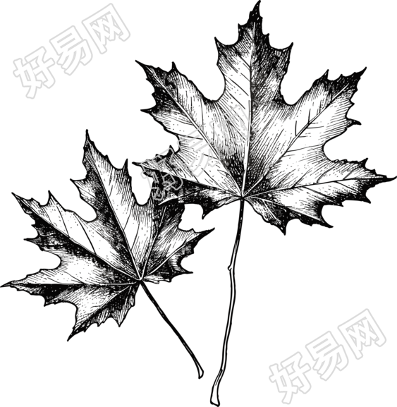 黑白手绘线描枫叶单色插图