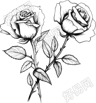 手绘黑白简约玫瑰花线描插图