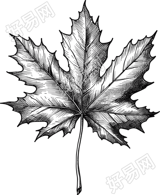黑白手绘枫叶可商用素材