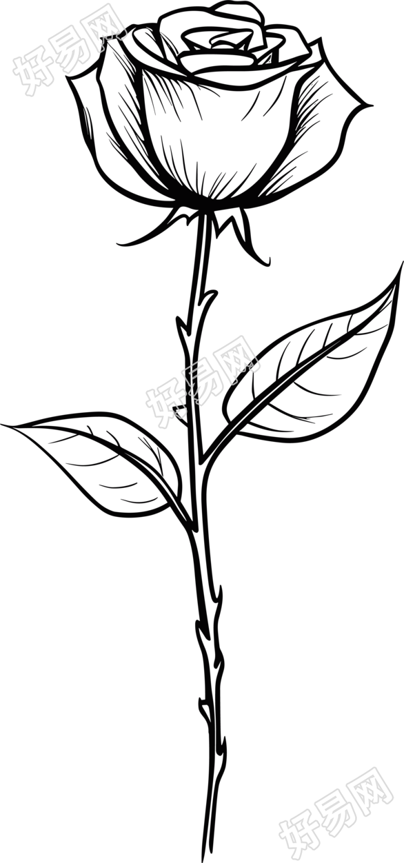 商业设计黑白手绘线描带刺玫瑰花素材