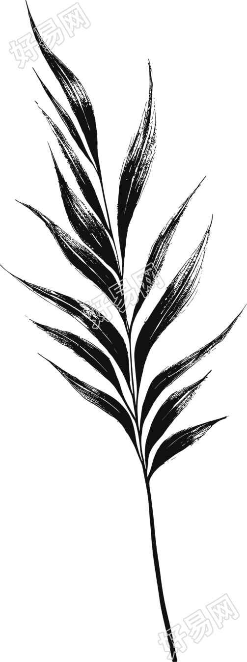 黑白手绘线条叶子插图