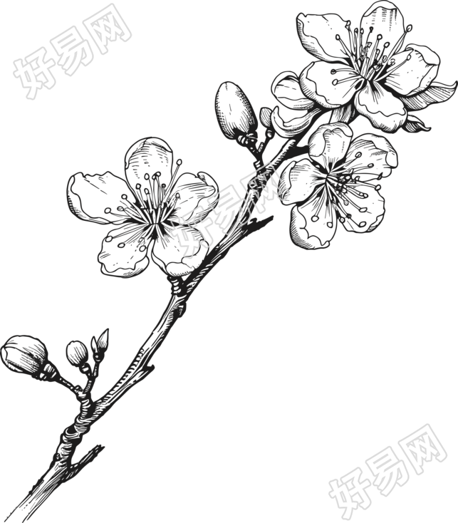 黑白手绘线条梅花素材