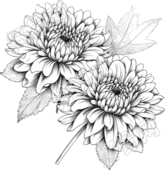 菊花的黑白手绘线条插画
