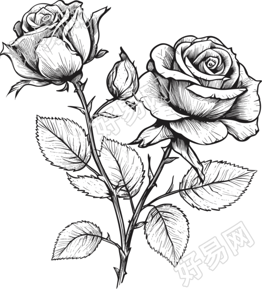 精美玫瑰花黑白手绘线描素材