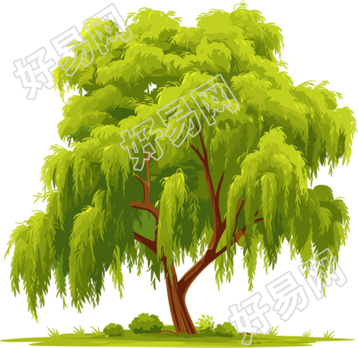 春天柳树透明背景插画
