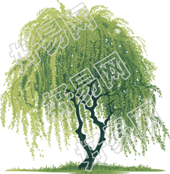 春天柳树高清PNG插画
